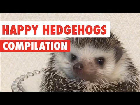 Happy Hedgehogs Cute Pet Video Compilation 2017 - UCPIvT-zcQl2H0vabdXJGcpg