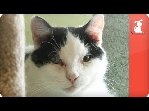 Moo Moo the Hoarder Cat - Tails of Hope - UCPIvT-zcQl2H0vabdXJGcpg