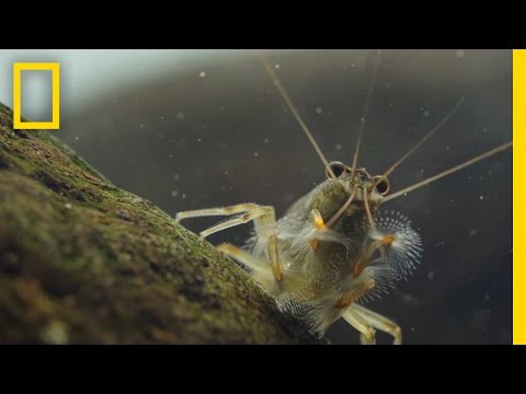 Thanks to Shrimp, These Waters Stay Fresh and Clean | Short Film Showcase - UCpVm7bg6pXKo1Pr6k5kxG9A