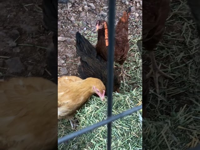 can-chickens-eat-alfalfa-hayfarmguy