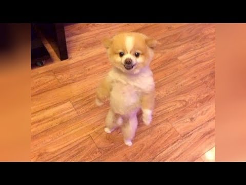 Get ready for LAUGHING SUPER HARD - Best FUNNY DOG videos - UCKy3MG7_If9KlVuvw3rPMfw