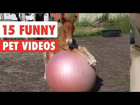 15 Funny Pet Videos Compilation 2016 - UCPIvT-zcQl2H0vabdXJGcpg