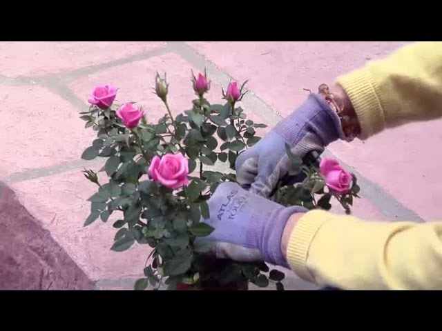 How to Prune Miniature Roses - HayFarmGuy