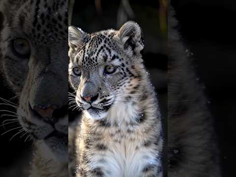 BIG CAT 🤯😸 | #1000subscriber #ytshorts #cat