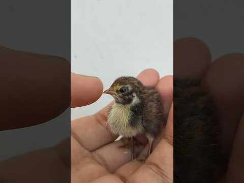 King Quail Chicks for 1st time #birds #kingquail #buttonquail #animals #chicks #quail #pets #viral