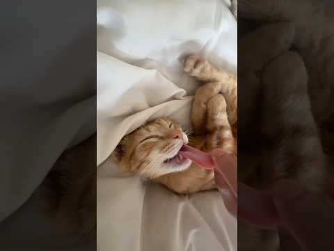 Are cats alert when they sleep?