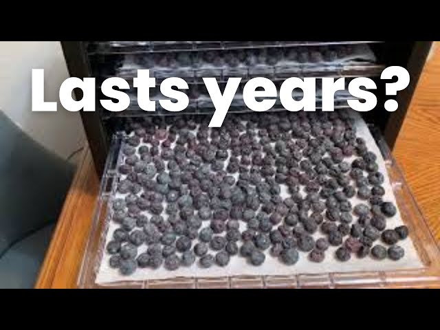 how-to-preserve-blueberries-for-long-term-storage-to-get-ideas