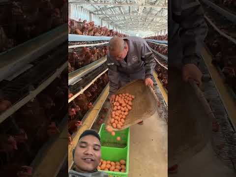 Cách Kích Thích Gà Mái Đẻ Nhiều Hơn #farming