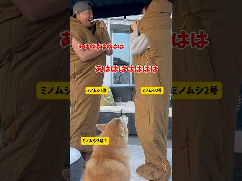 元豆柴&ハスキーとお庭でキャンプした結果◯◯が宙に浮きました#キャンプ #柴犬#シベリアンハスキー #おもしろ #shorts #youtubeshorts