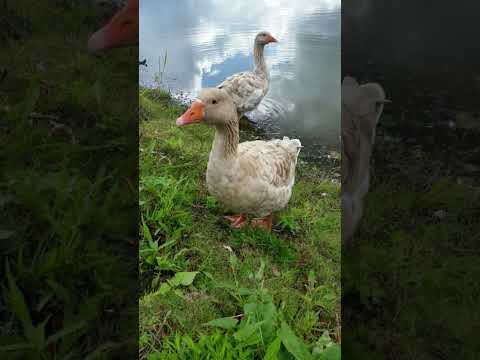 cokers funny voice video #chicken #funny #birds #animals #song #comedy