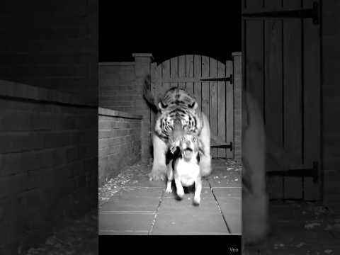 CCTV Captured The Most Unexpected Moment Ever | CCTV Moments #asmr #shortfeed #satisfying #cctv