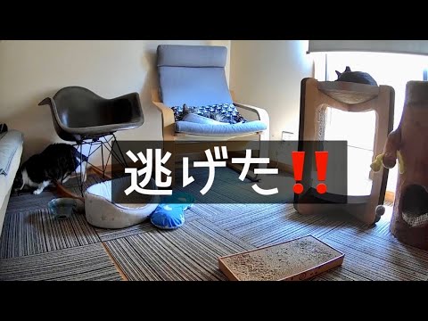 Mまで扁平上皮癌…見守りカメラでモニタリングしてます。
