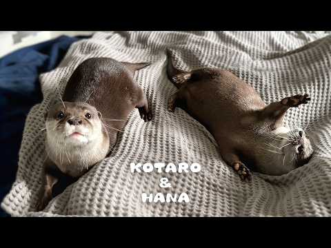 不器用なカワウソが真剣にジャグリングする姿が可愛すぎた Otter’s Cute and Clumsy First Attempt at Juggling