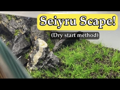 Seiryu Stone Aquascape (Trying dry start method) This is my first ever 