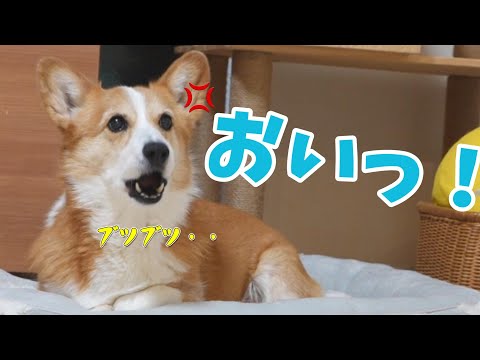 気に入らない事があるとブツブツ文句を言う愛犬がかわいい