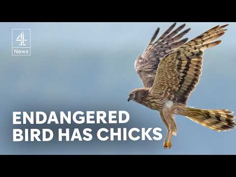 UK’s rarest breeding birds raise chicks for first time in six years