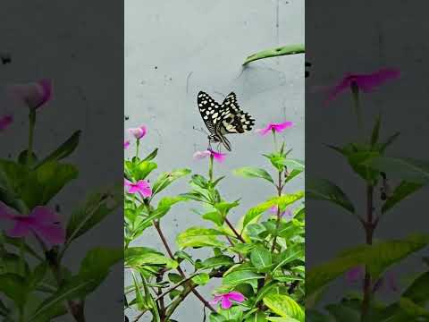 I love Nature #shorts #shortsfeed #youtubeshorts #ytshorts #trending