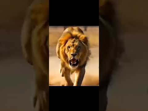 How a lion comes to the rescue when a tiger is preyed upon by a crocodile😱😱😱