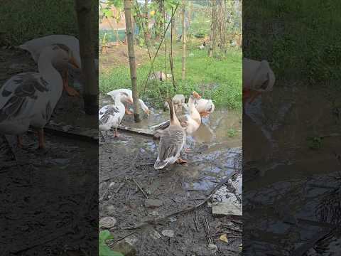 Duck's #foryou #animals #shorts