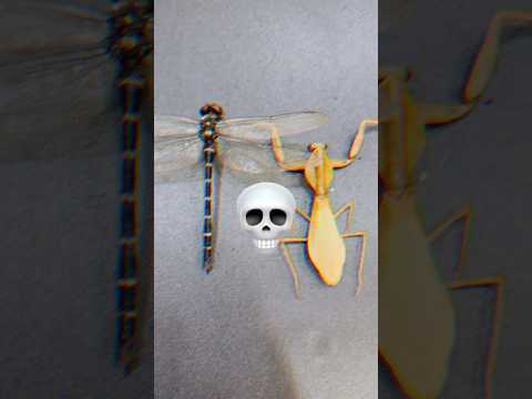 한국에서 가장 큰 잠자리 클라스!! 장수잠자리! #곤충 #장수잠자리 #사마귀 #왕사마귀 #장수말벌 #외국사마귀 #표본 #곤충표본 #insects #drangonfly