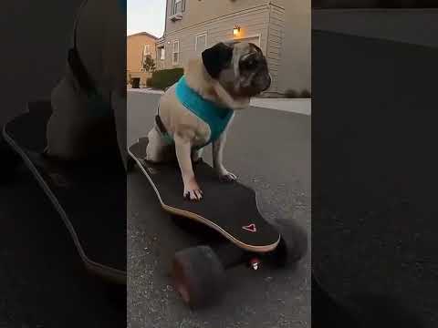 Meepo Board with your pretty pet