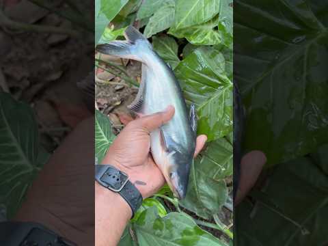 Caught the Smallest Shark Ever! 😍🐟 !! #fish #fishing #latest #facts #new #leopardshark