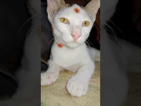 Cat Bron Like A Comedian 🤣Try To Not Laughter 😸#cat #funnyanimal #funny #catfunny #pets