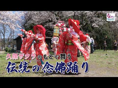 久保ザクラのもとで舞う 傳統の伊佐澤念佛踊り