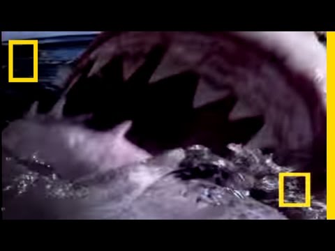 Great White Shark | National Geographic - UCpVm7bg6pXKo1Pr6k5kxG9A