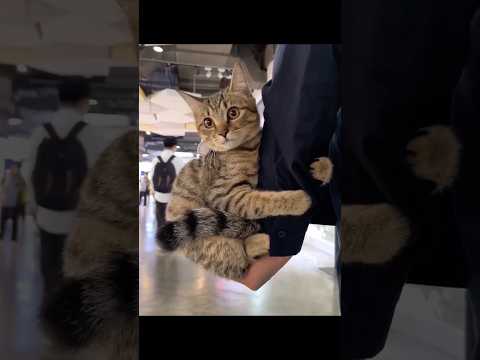 かわいさ満点の猫動画で癒しのひとときを サムネイル