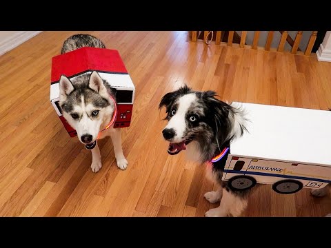 Best Dog Halloween Costume