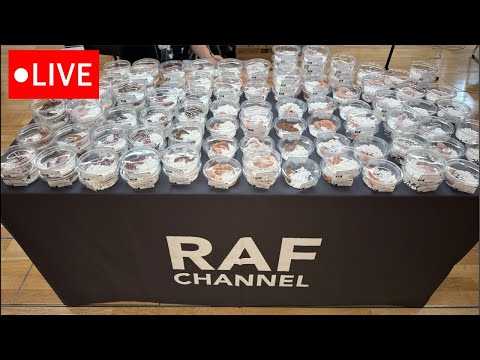 【仙台レプ】生体紹介LIVE