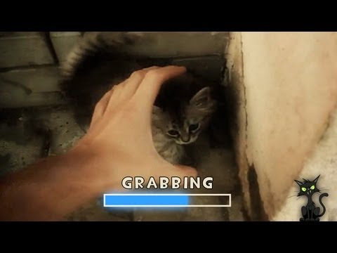 Grab The Cats Game! / Хватай Котов!