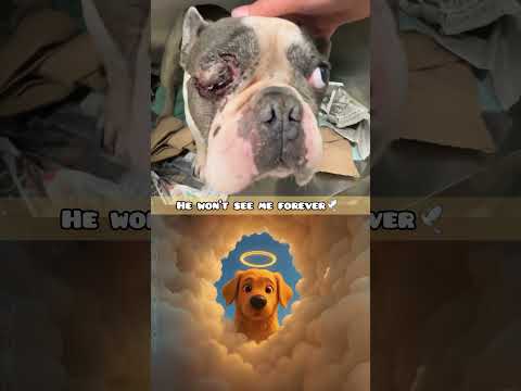 (DOG SAD MEMORIES)#dog #shortvideo #dogshorts #shorts