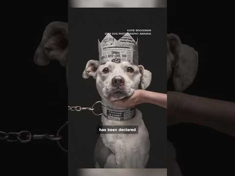 Action, Emotion, And Pups: 2026 Dog Photography Award <strong>Winners</strong> Revealed