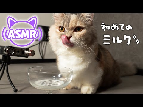 🍼【ASMR】猫のゴクゴク音|初めてのミルクに大興奮!