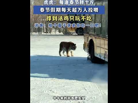 【萌宠】🐯虎虎：每逢春节胖十斤！日均超万人投喂，活鸡只玩不吃😂游客急喊：给个面子，求求你吃一口吧！#funny #tiger ｜China Today 中国头条