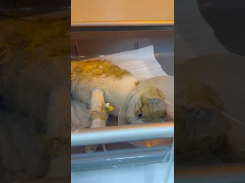 Arabayla çarpan kişi onu ölüme terk etmişti 🐈🥺 #shortvideo #yavruhayvanlar #shortsvideo #anmals