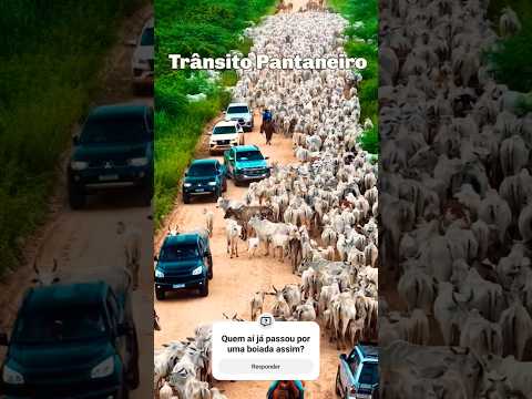 Quem aí já passou por uma boiada assim?#shortvideo #fazenda #gado #agro #boiada #shorts #viralvideo