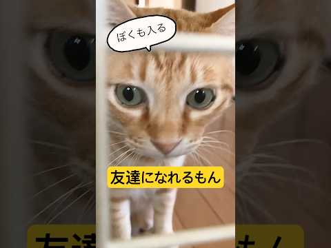 猫とあっちとこっちの境界線に苦戰する日常