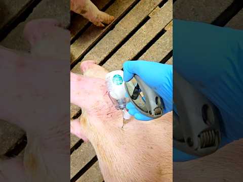 Як Дати Укол Свині.