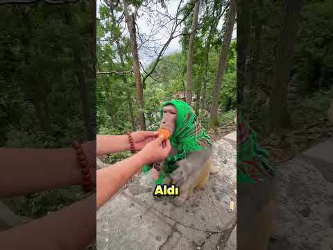 Maymunun Hain Planı Sonunda Ortaya Çıktı.. 🙈😳