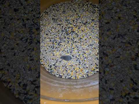 😅😲 ce cauta asta micu' aici? #mouse #romania #fazeamuzante #fy #fail #animals