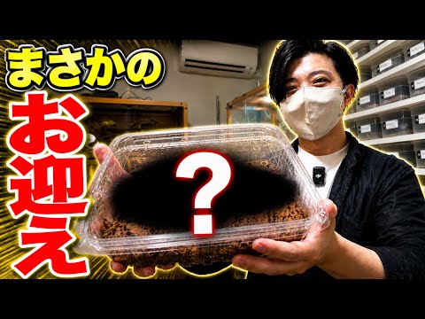 まさかのあのトカゲをお迎えしてしまいました！