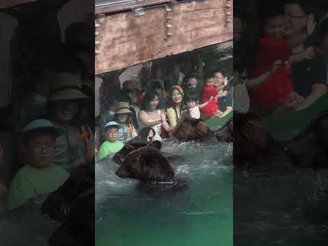 Stimulating scene Brown bear catching fish 刺激现场 棕熊捕鱼 #animals  【跟着图尔去旅行】