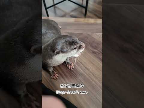 Otters reaction to their favorite toy again