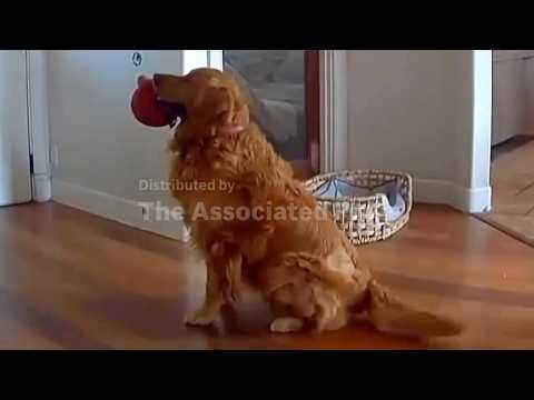 Golden retriever brings toys to home intruder, earning ‘worst guard dog’ label