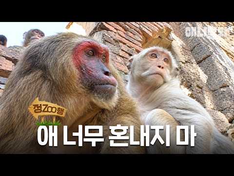 [정ZOO행] 여보 그냥 참지 그래 | EP.47 #동물농장 #animalfarm