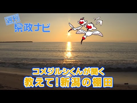 コメジルシくんが聞く 教えて！新潟の棚田｜週刊 県政ナビ 令和7年8月10日放送