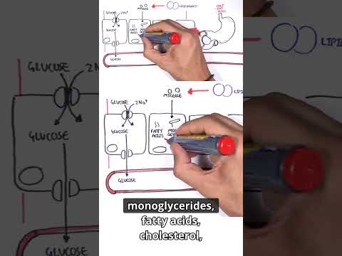 Ever wonder where cholesterol actually gets absorbed in the body?  #lipoproteins #cholesterol #meded